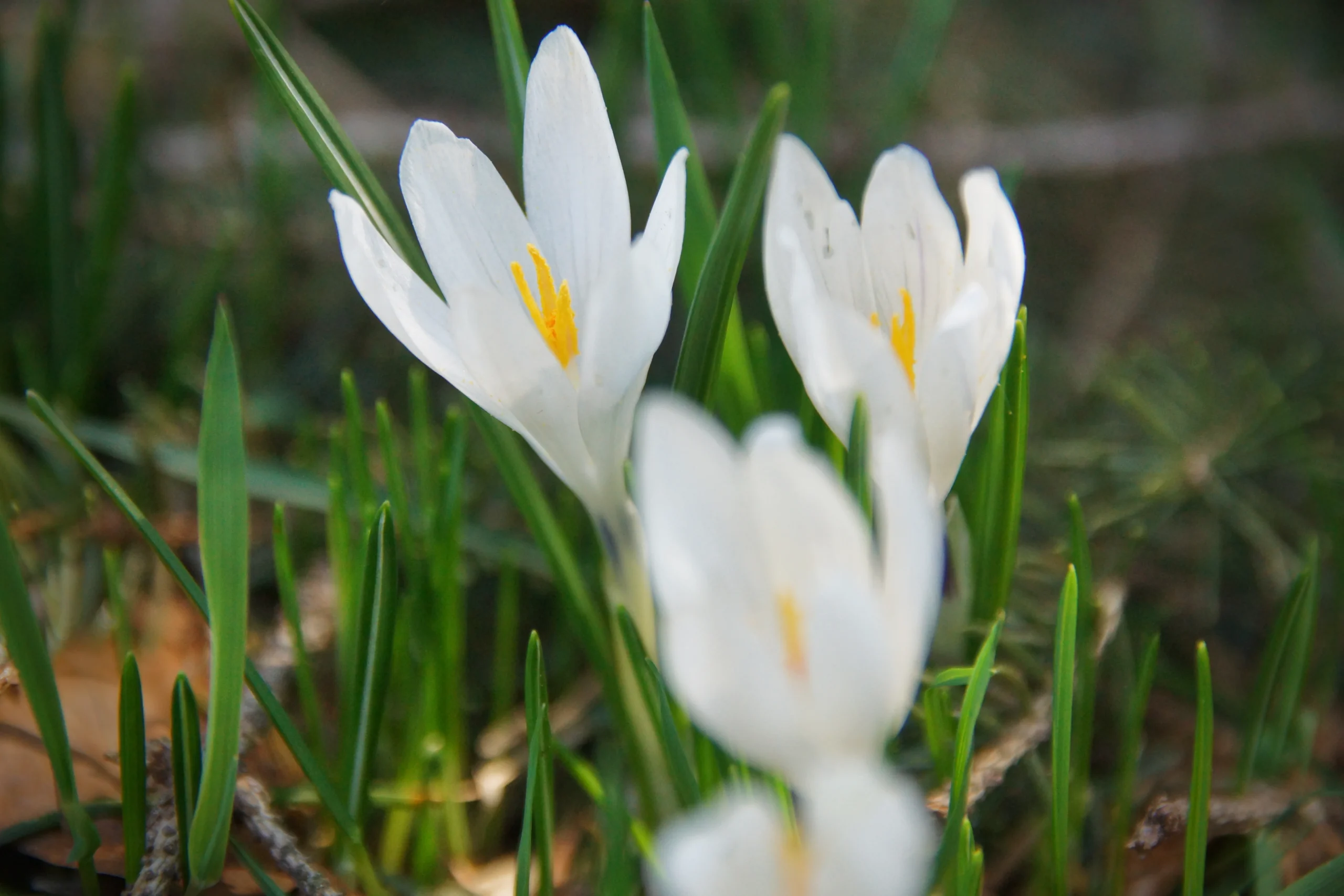 Drei weiße Krokusse