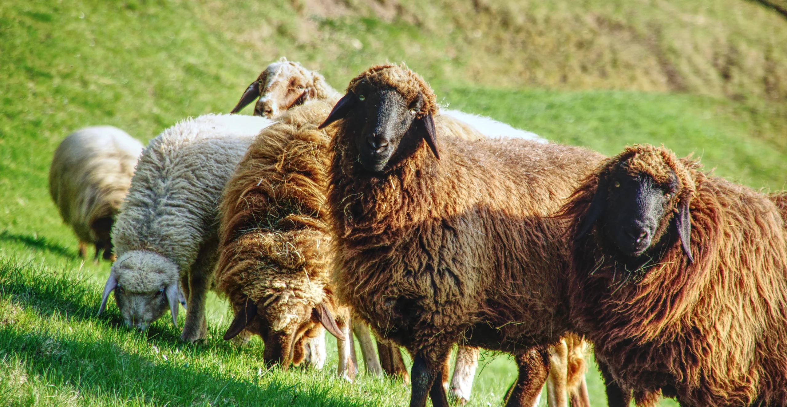 Wollschafe Familie auf grüner Weise am Hang