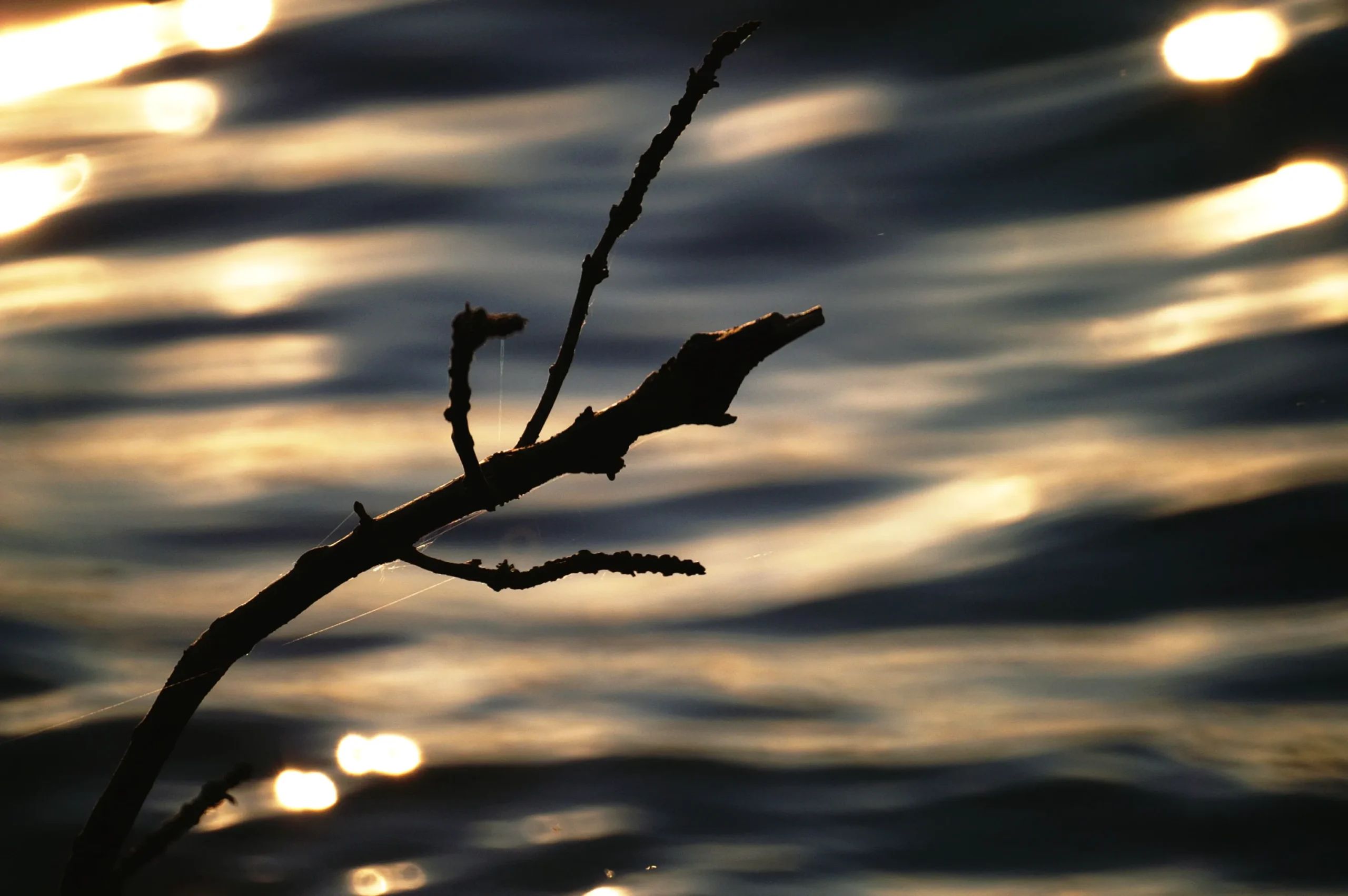 Zweig vor Wasser am Kochelsee